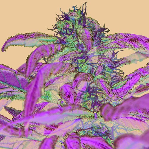 Ayahuasca Purple van zaadbank Barney‚Äö√Ñ√¥s Farm