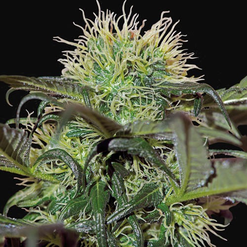 Bad Azz Kush wietplant - Barney‚Äö√Ñ√¥s Farm