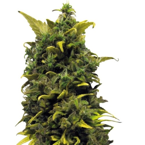 Blueberry Cheese - Barney's Farm - Wereldwijd bekende wietsoort.