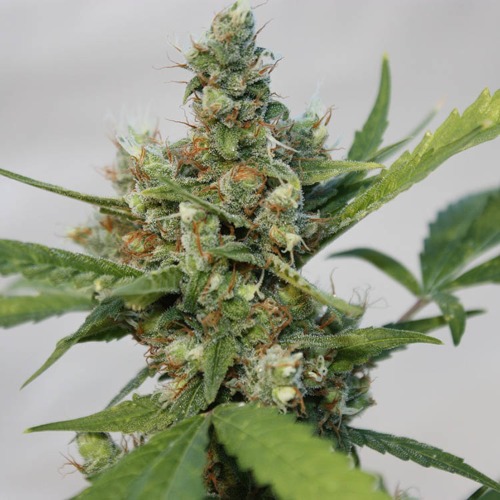 CBD Blue Shark wietsoort - Barney‚Äö√Ñ√¥s Farm