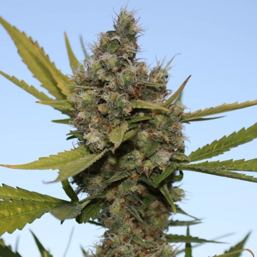 CBD Critical Cure wiet top - Barney‚Äö√Ñ√¥s Farm