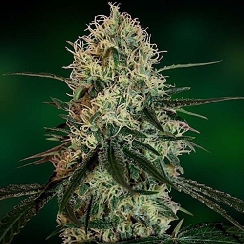 Barney's Farm wietzaadjes - Chronic Thunder