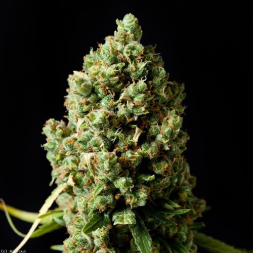 Critical Kush top van zaadbank Barney's Farm