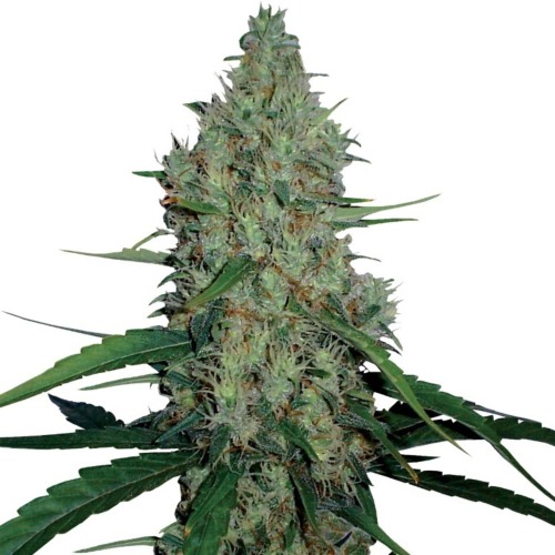 G13 Haze wietsoort - Barney's Farm