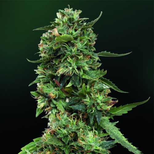 LSD wietsoort - Barney's Farm zaadbank