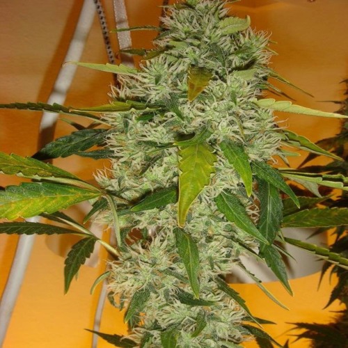 De skunk achtige wietplant LSD van Barney's Farm.