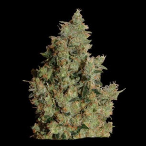 Orange Cream - Barney‚Äö√Ñ√¥s Farm