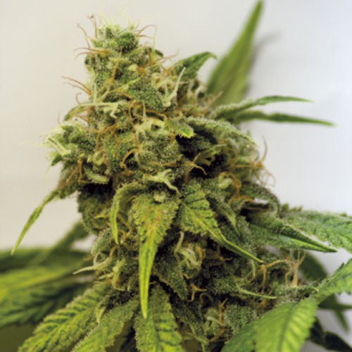 Utopia Haze cannabis plant - Barney's Farm