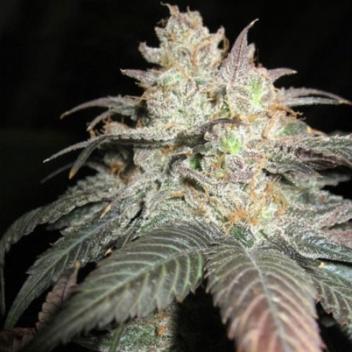The Black - BC Bud Depot wiet top kweken
