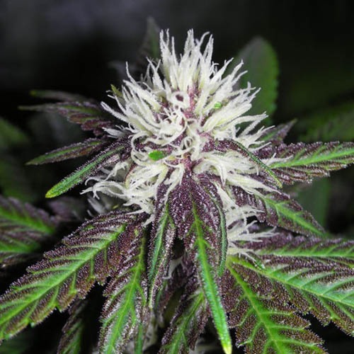 The Purps - BC Bud Depot wiet kweken begin bloei periode