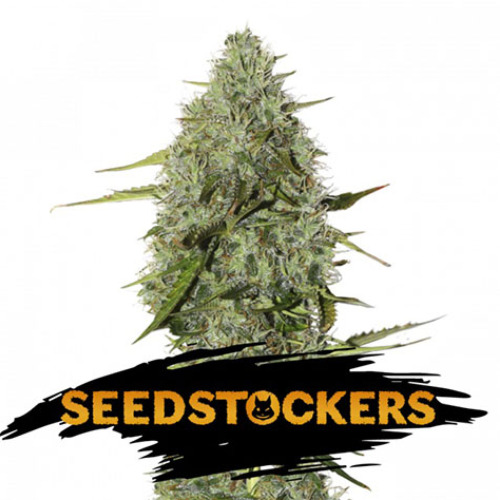 BCN Critical XXL Auto - Seedstockers