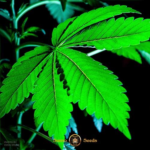 Berries & Cheese - Sumo Seeds Blad wietplant