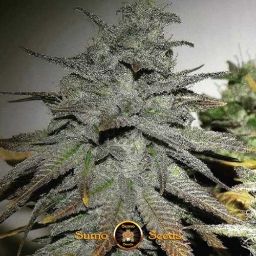 Berries & Cheese - Sumo Seeds trichomen