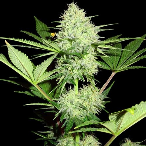 Berries & Cheese - Sumo Seeds