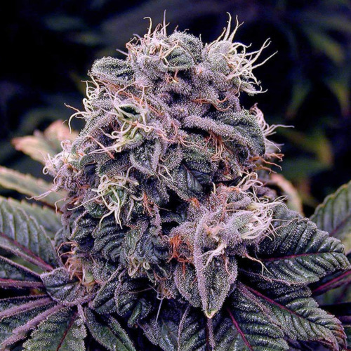 Berry Moonrocks Auto - Huismerk Wietzaadjes