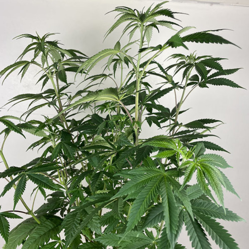 Berry Moonrocks - Huismerk Wietzaadjes - Groeifase Vooraanzicht