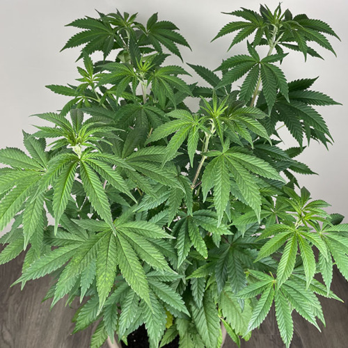 Berry Moonrocks - Huismerk Wietzaadjes - Groeifase