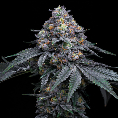 Berry Moonrocks - Huismerk Wietzaadjes