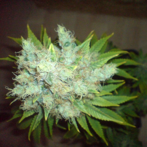 Blue Cheese wietplant van Big Buddha Seeds.