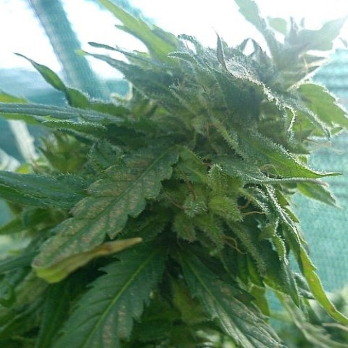 Buddha Haze weedplant from Big Buddha Seeds.
