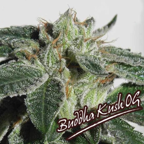 Buddha Kush OG - Big Buddha Seeds wiet top van dichtbij