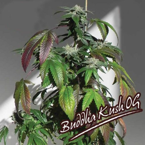 Buddha Kush OG - Big Buddha Seeds wiet plant kweken