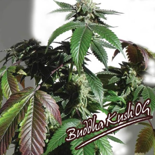 Buddha Kush OG - Big Buddha Seeds wietplant in bloeiperiode