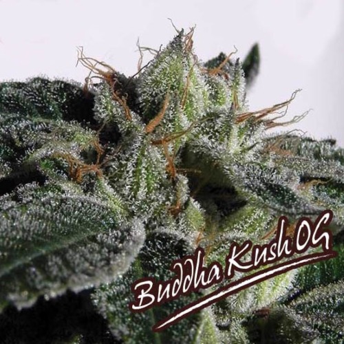 Buddha Kush OG - Big Buddha Seeds