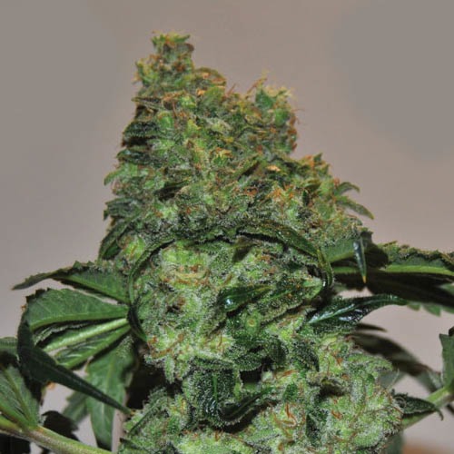 Chiesel Automatic - Big Buddha Seeds wiet top kweken