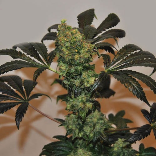 Chiesel Automatic - Big Buddha Seeds wietplant