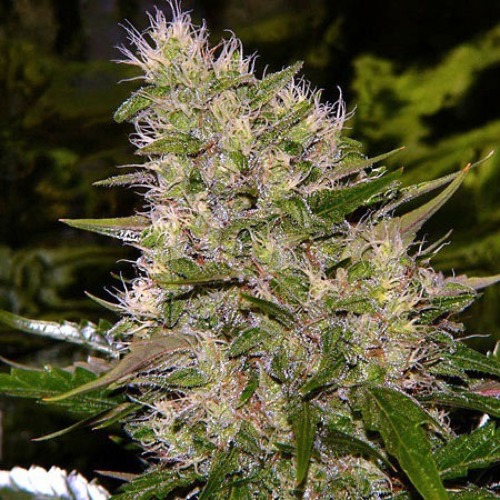 Critical Mass Automatic - Big Buddha Seeds