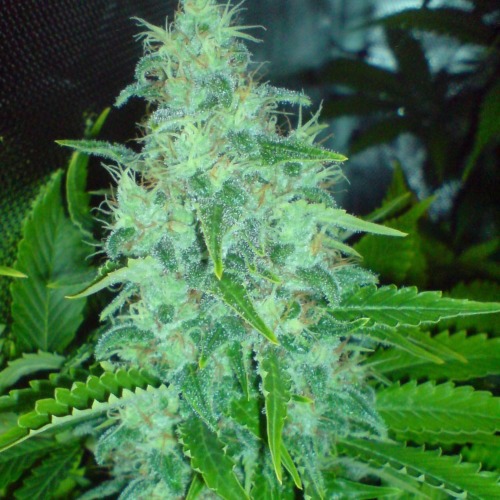Compacte top van de Freeze Cheese 89 wietplant van Big Buddha Seeds.