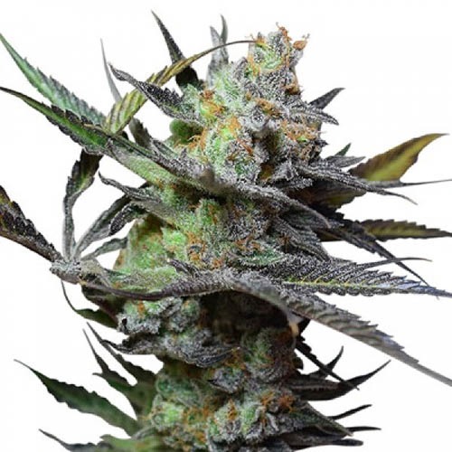 King Kong - Big Buddha Seeds