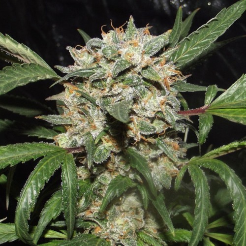 LA Cheese - Big Buddha Seeds