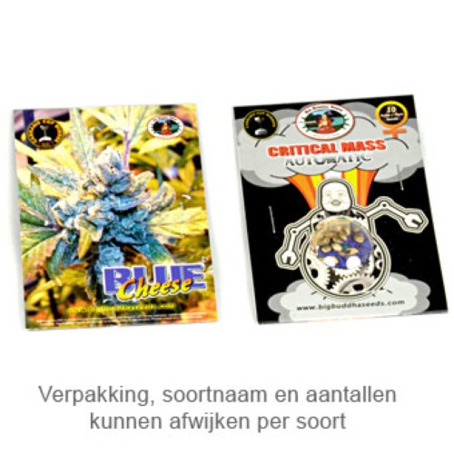 Bubble Cheese - Big Buddha Seeds verpakking