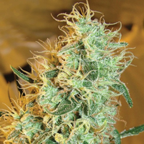 Silver Cheese - Big Buddha Seeds