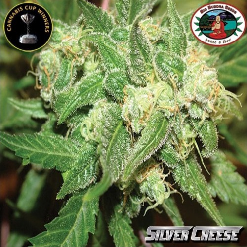 Silver Cheese wietplant van Big Buddha Seeds.