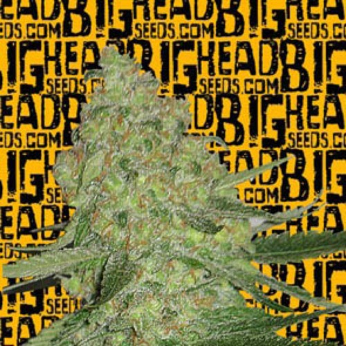 Big Stilton Auto - Big Head Seeds