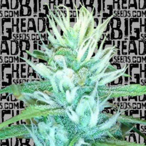 Big Freeze - Big Head Seeds