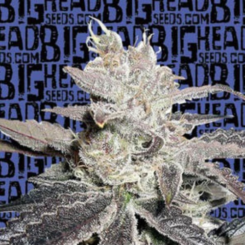 Freeze Berry Auto - Big Head Seeds