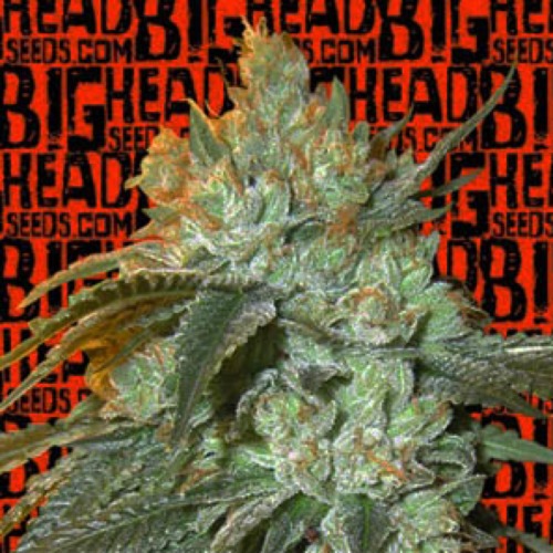 Head Stash Auto - Big Head Seeds