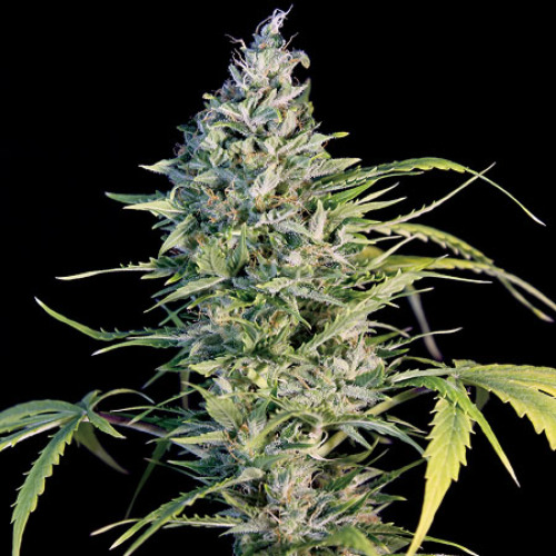Big Monster Flow - Big Monster Seeds