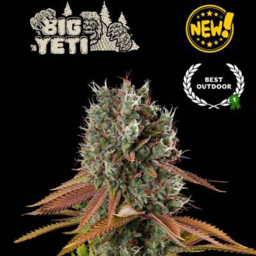 Big Yeti - Seedstockers