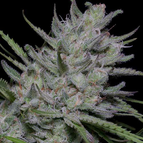 Bighead Superfast Auto - Big Head Seeds