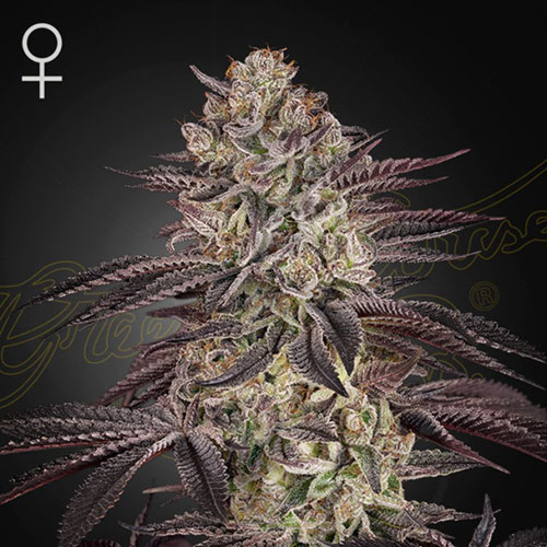 Biscotti Auto - Green House Seeds