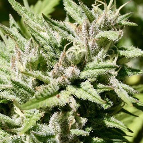 Black Beauty CBD - Kera Seeds