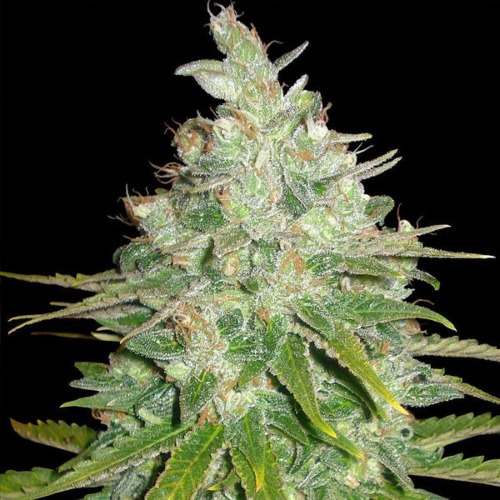 Black Domina Auto - Sagarmatha Seeds