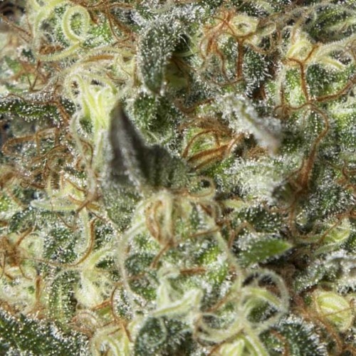 Black Dream - Eva Female Seeds close up