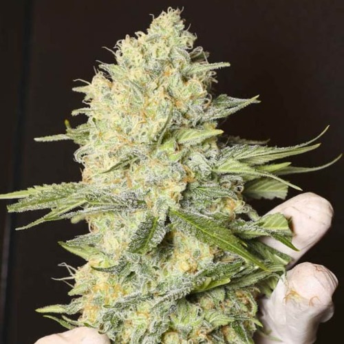 Black Dream - Eva Female Seeds geoogste top