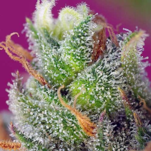 Black Jack CBD - Sweet Seeds - Close-up